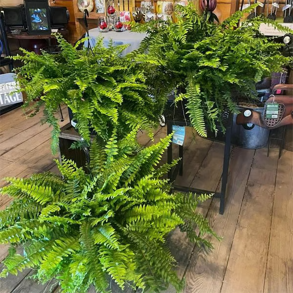 🌿 UV Resistant Lifelike Artificial Boston Fern